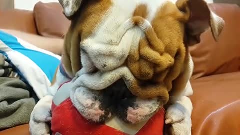 Bulldog Inglés confunde a su juguete con un chupete