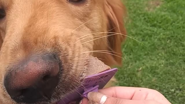 Mi perro se come su rico helado