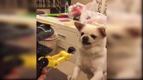 Funny and Cute Dog Reaction to Playing Toy