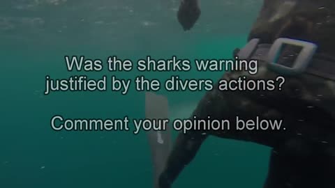 Great White Shark Warns Irresponsible Scuba Diver