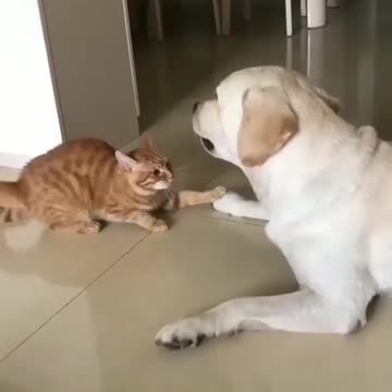 So cute dog and cat |funny animal videos|try not to laugh