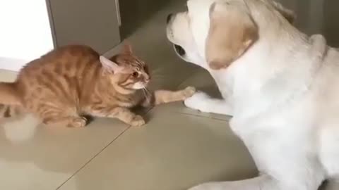 So cute dog and cat |funny animal videos|try not to laugh