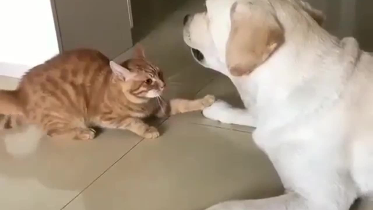 So cute dog and cat |funny animal videos|try not to laugh