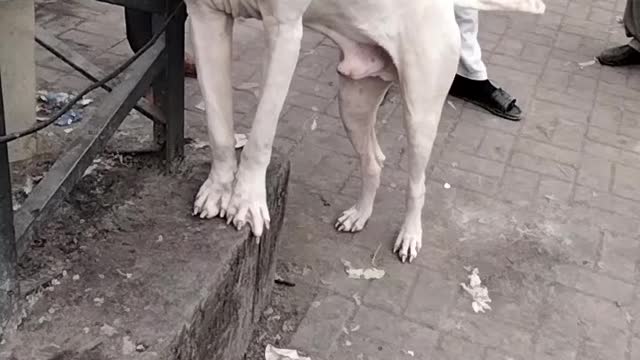 Gultair Dog Video By Kingdom Of Awais