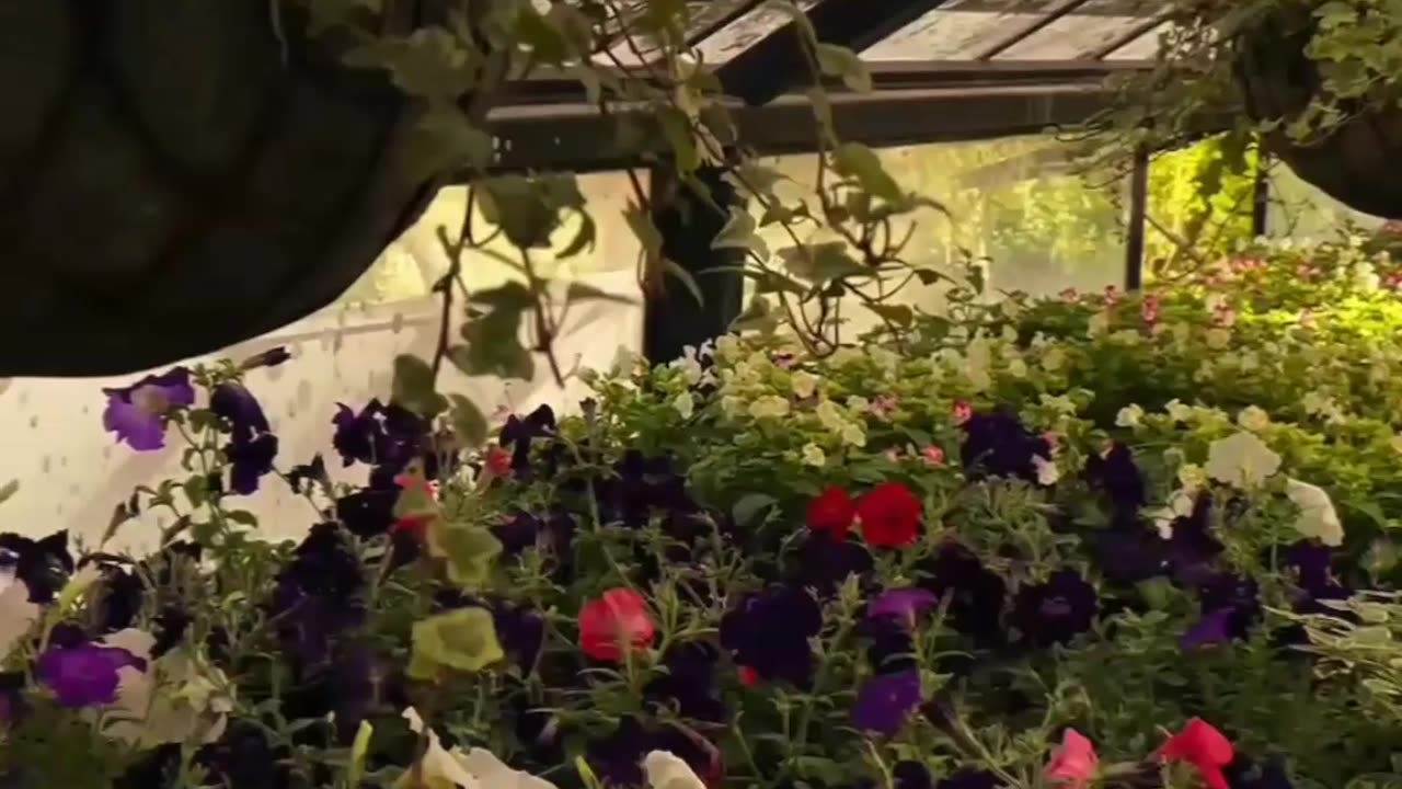 Conservatory of flowar