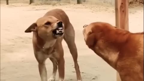 Pets Funny video