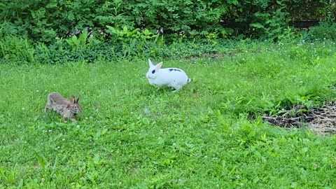 Pet rabbit meets wild rabbit for the First Time.