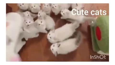 Baby Cats