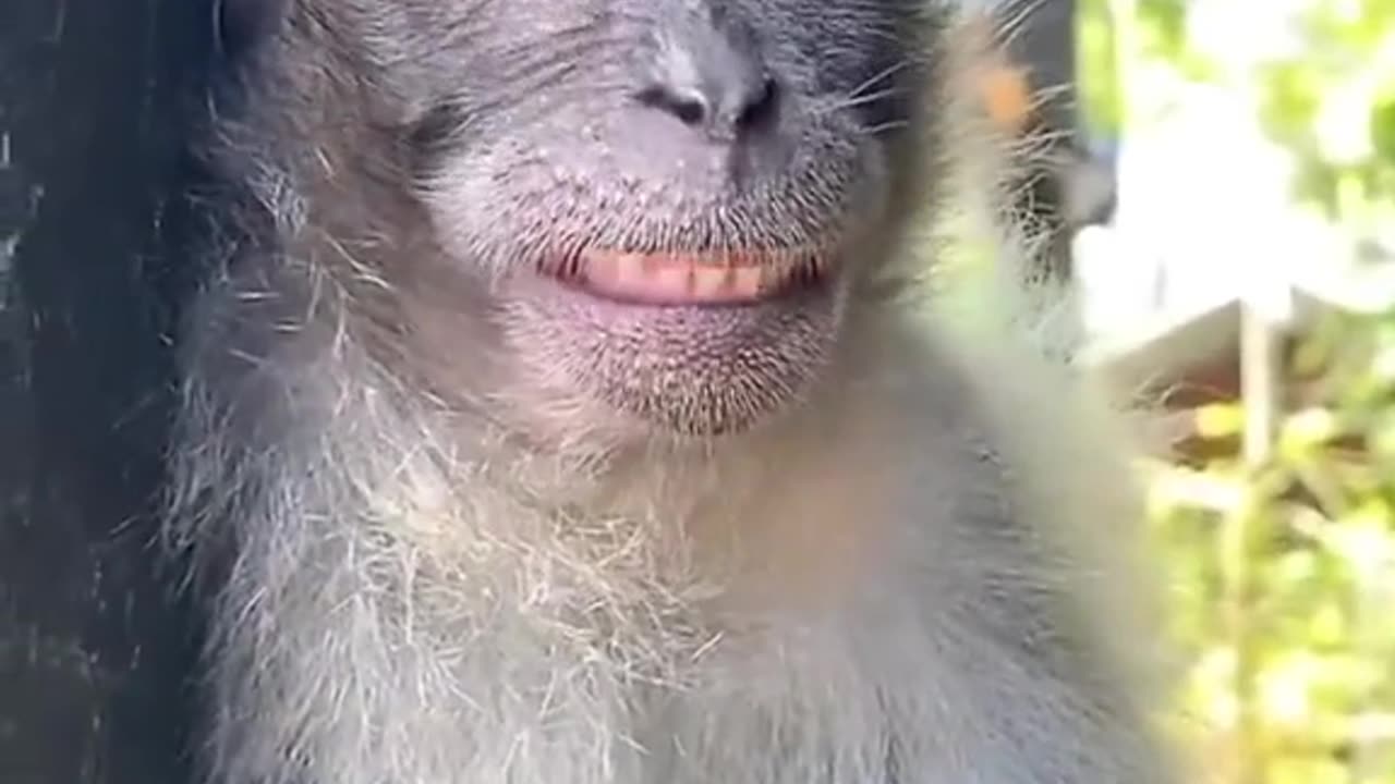 Crazy monkey 🐵#monkey #funnymonkey #funny #animals #monkeysoftiktok #funnyvideos #fyp #fypシ #omg #goviral #😂
