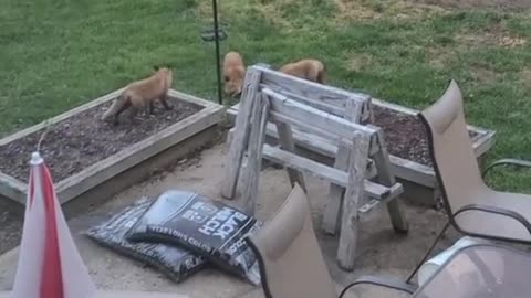 Person Witnesses Skulk Of Kit Foxes Roaming And Digging Roma Beans In Their Backyard