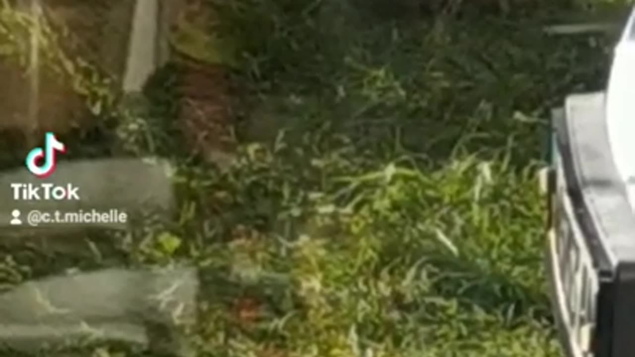 compilation of funny cat