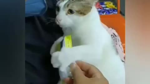 Best and cute cat video