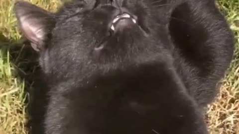 Funny animals - Funny cats / dogs - Funny animal videos / Best videos of September 2022