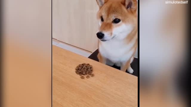 funny viral videos will make you laugh(1080p)