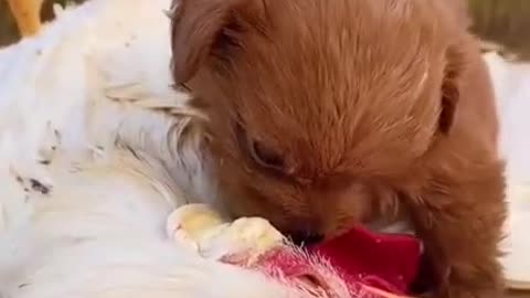 Fun With Friend Cute Puppies _ Best Of The 2022 Cute Animal