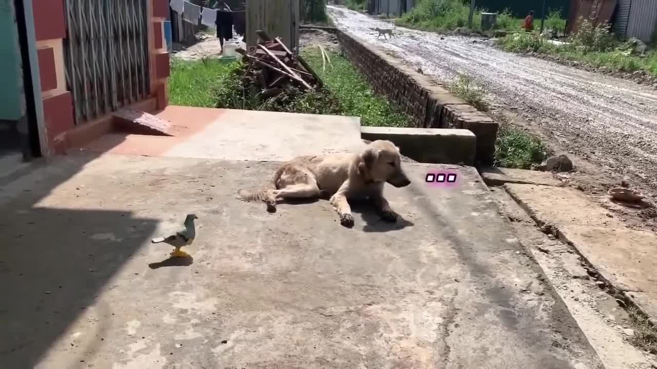 Stray dog Fairy’s new friend, who?❓// watch them getting afraid of toy 🧸‼️// cute dog video