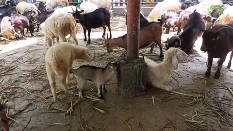 Goats videos 😂😂😂 #shorts