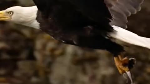 Bald eagle