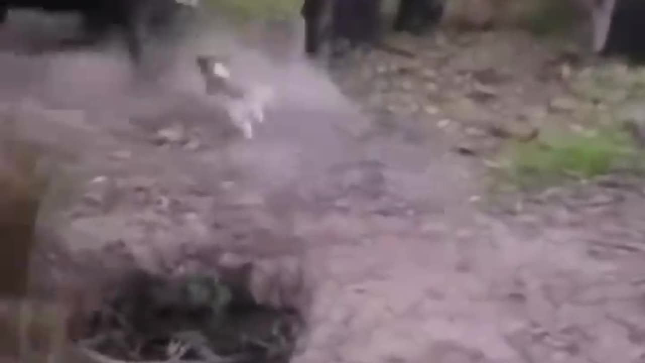 Cute and funny animals video compilationππππππ