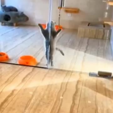 Funny cats tries to do this, so cute