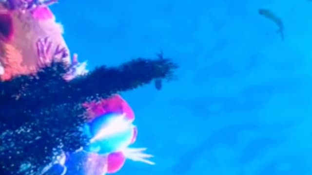 What it's like to fly through the sea. It must be wonderful.