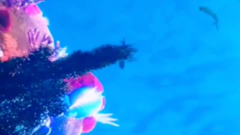 What it's like to fly through the sea. It must be wonderful.
