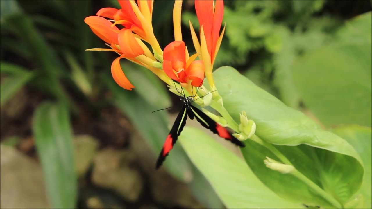 BUTTERFLY ENJOYING