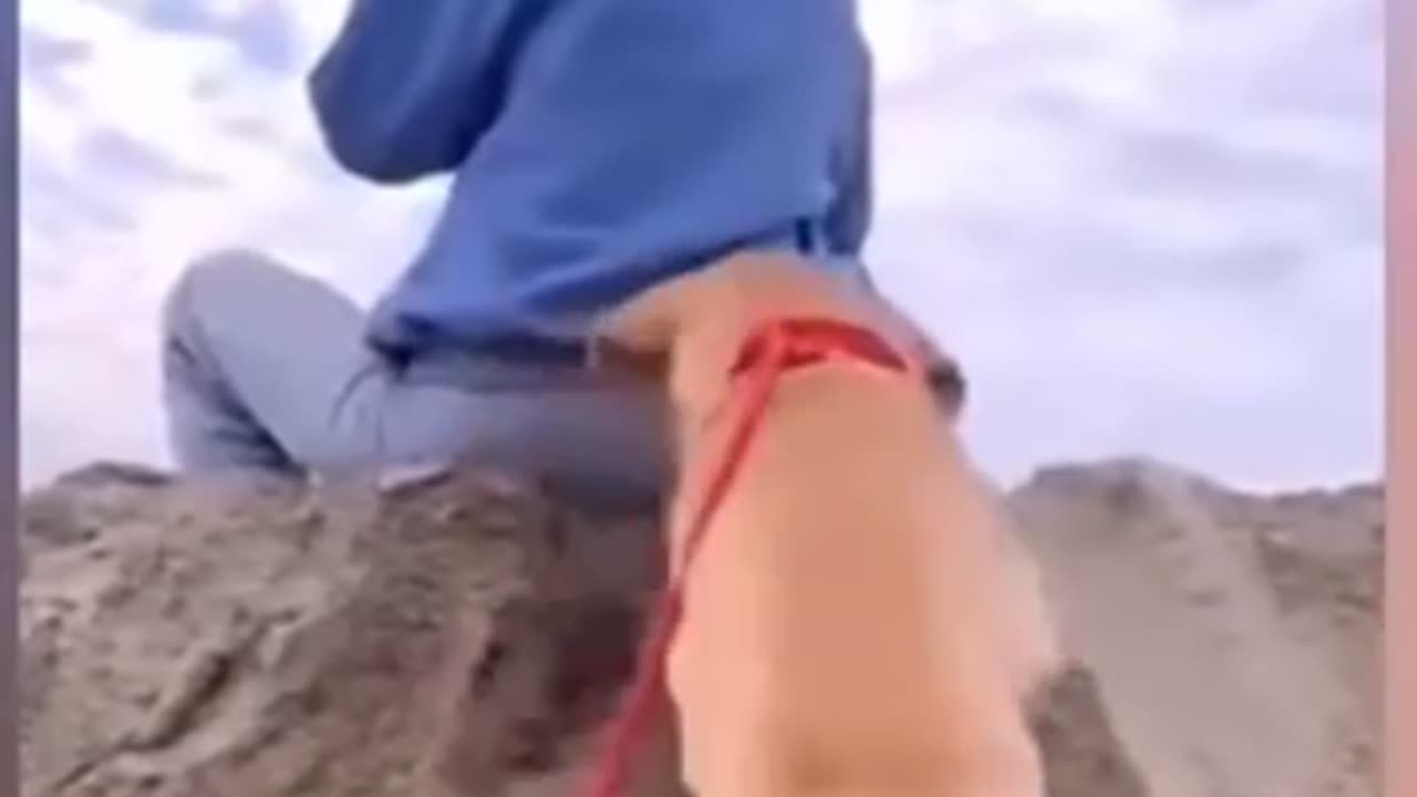 Funny cat video