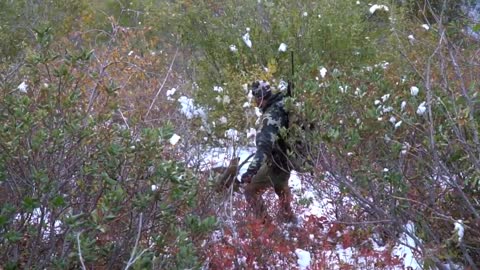 #11 - ID Rifle Elk - backcountrycreed