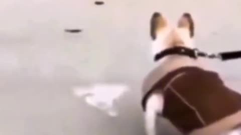 Funny animals