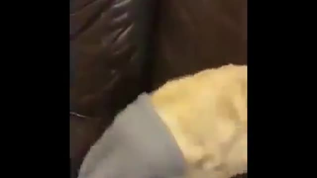 dog forward