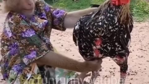 Monkey and chicken