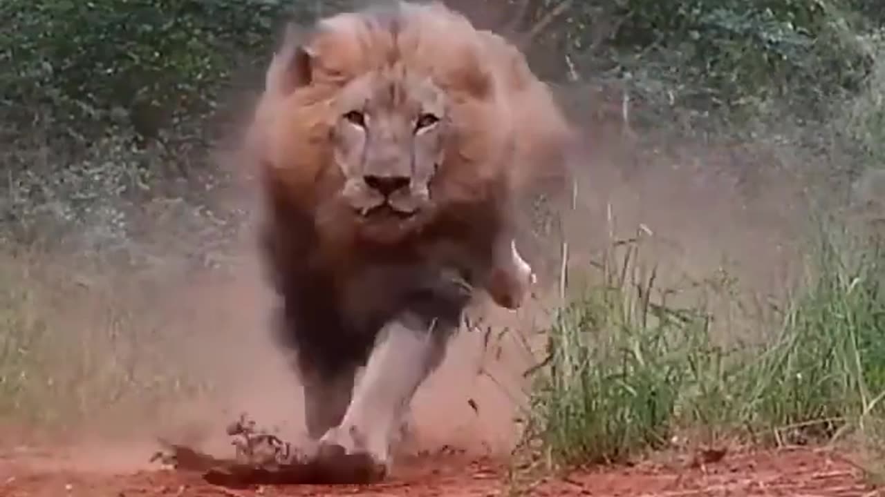 Angry lion