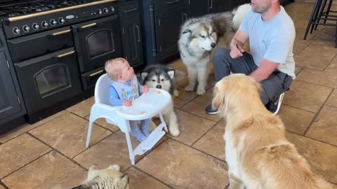 Husky's Howling At Adorable Little Boy To Feed Them! (Cutest Ever!!)