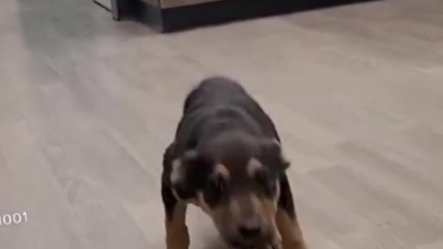 Dog# is mad to sing ,dance#