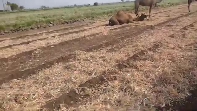 my farming is camel ll મારા ખેતરમાં ઊંટ 🐫