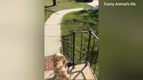 Funny Dogs video