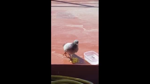 capitan finds friendly pigeon hundreds of miles form shore