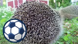 40 Biggest and Most Unique Pets People Actually Own ~(4EverGreen)