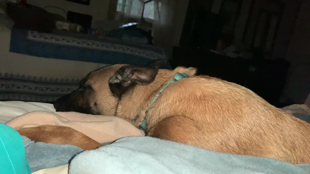 Sunday morning mood when you own a Malinois