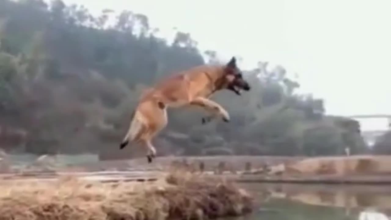 Dog High Jump training my academy