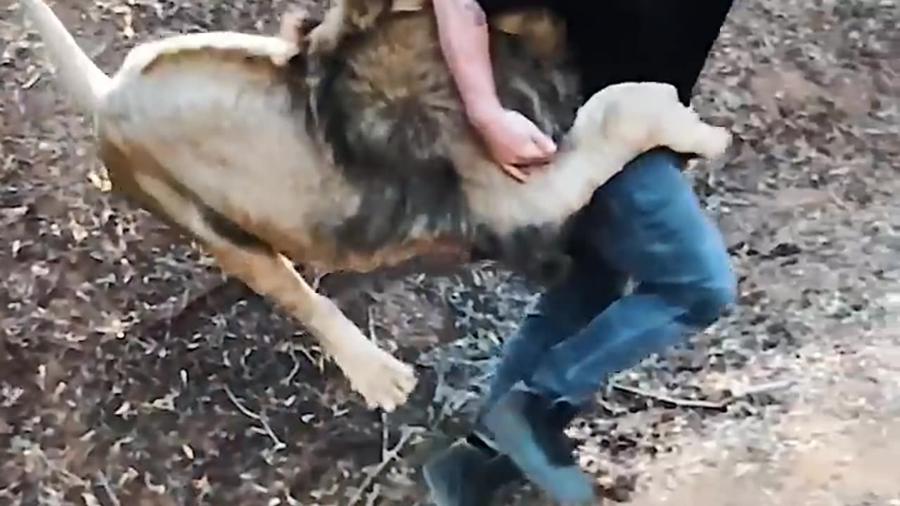 Animal video