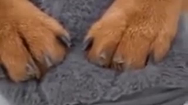 🤣Best cats and dogs funny videos (try not to laugh)🤣😅😂