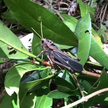 WILDLIFE IS COOL Ep.2