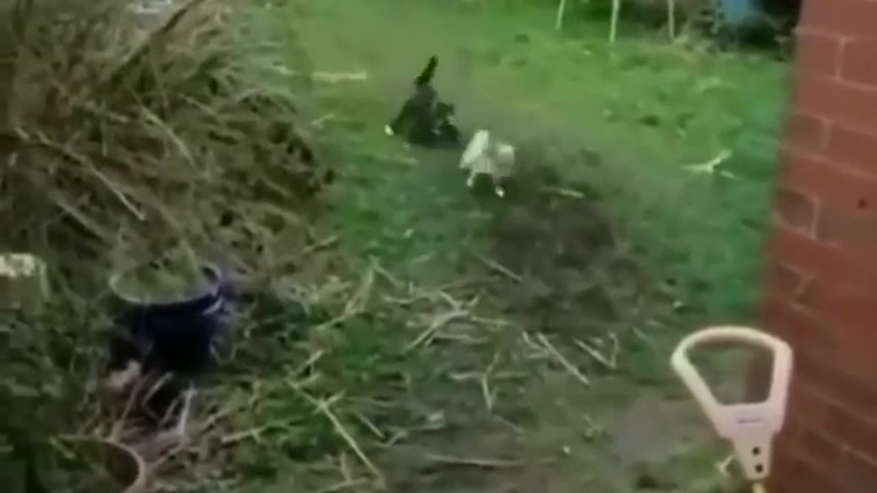 Hilarious Animal Antics: A Rollercoaster of Laughter!