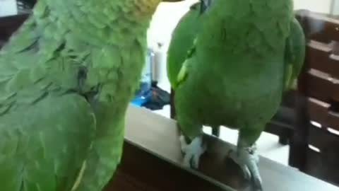 Cuckoo loves looking at himself.