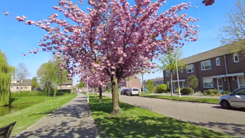 Tulips in the Netherlands _ Dutch spring 2022