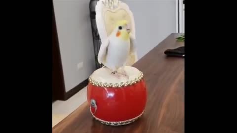 cockatiel lutino