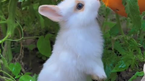 cute animals_Lovely and playful rabbit eating