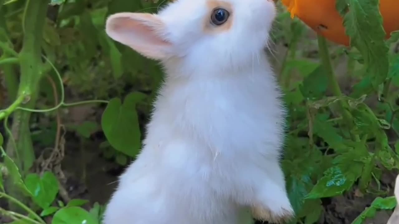 cute animals_Lovely and playful rabbit eating